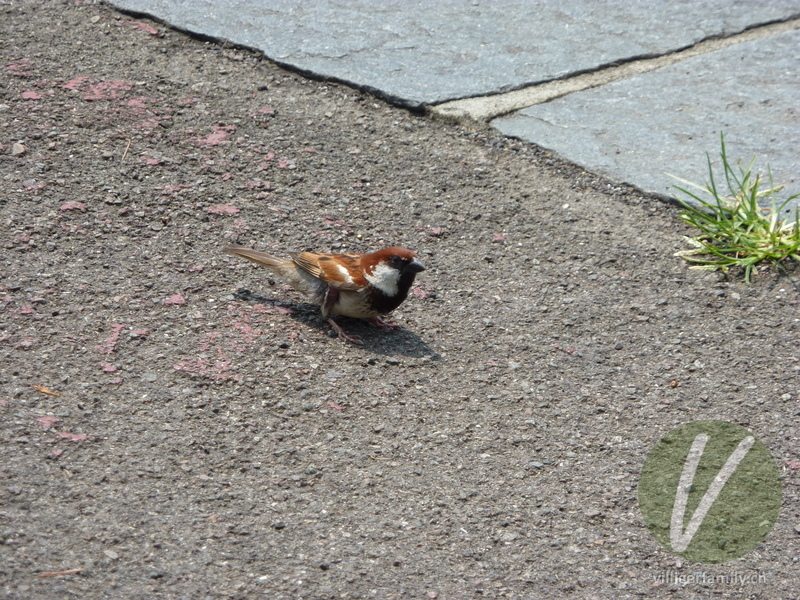 Italiensperling: Übersicht